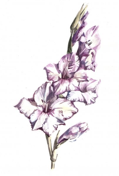 Гладиолус эскиз