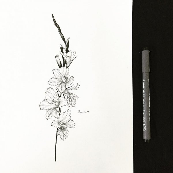 Гладиолус эскиз