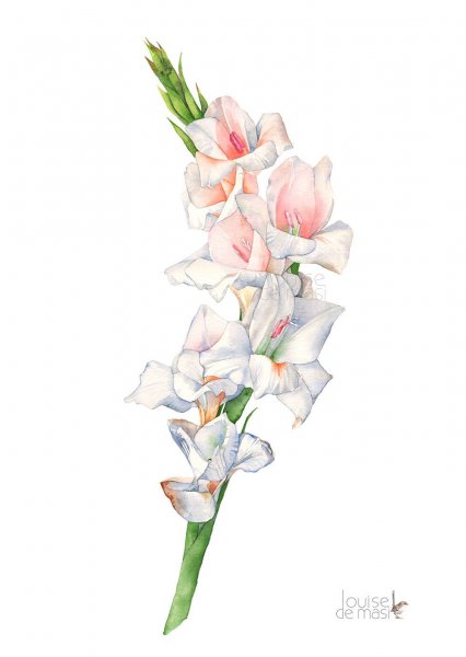 Гладиолус тату эскиз