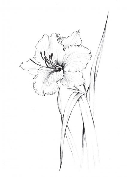 Цветы Минимализм эскизы