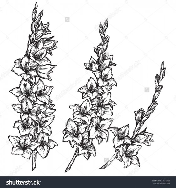 Гладиолусы тату акварель