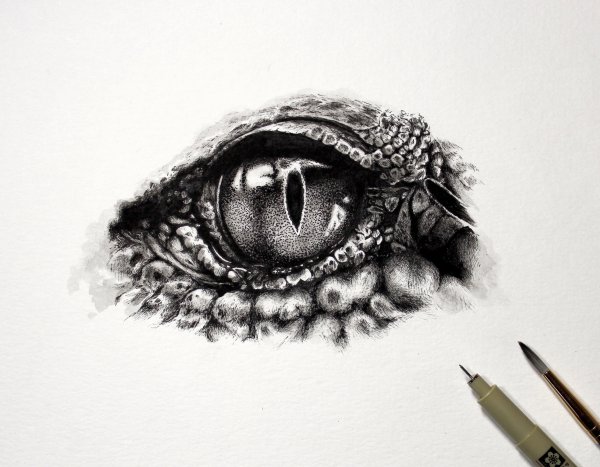 Звериные глаза эскиз
