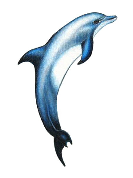 Кельтский Дельфин тату