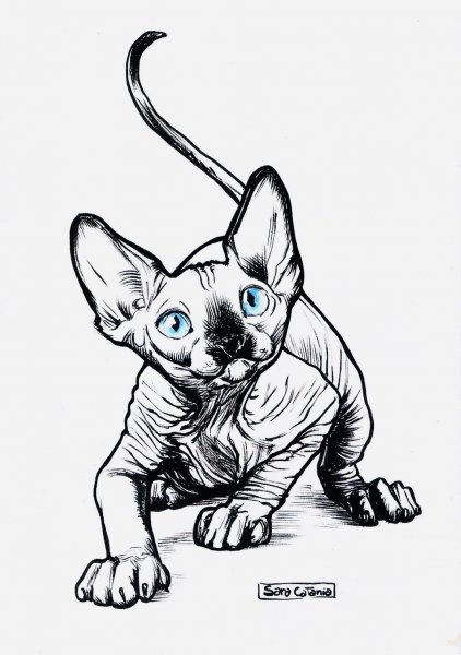 Канадский сфинкс тату