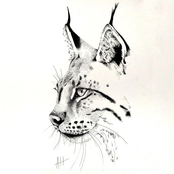 Рысь эскиз
