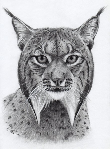 Рысь карандашом