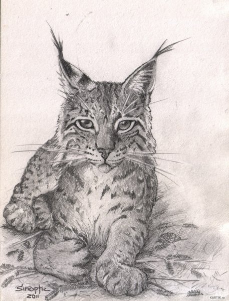 Рысь рисунок