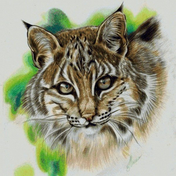 Рисунки рыси цветными карандашами