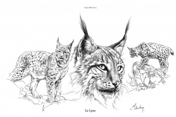 Зарисовки животных Рысь