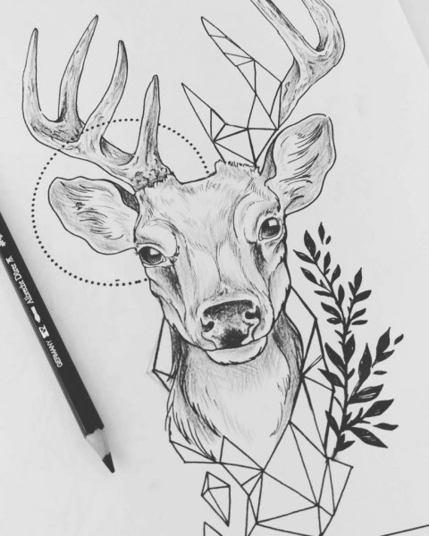 Рисунок оленя для срисовки