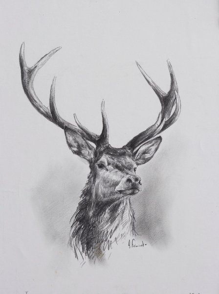 Олень набросок