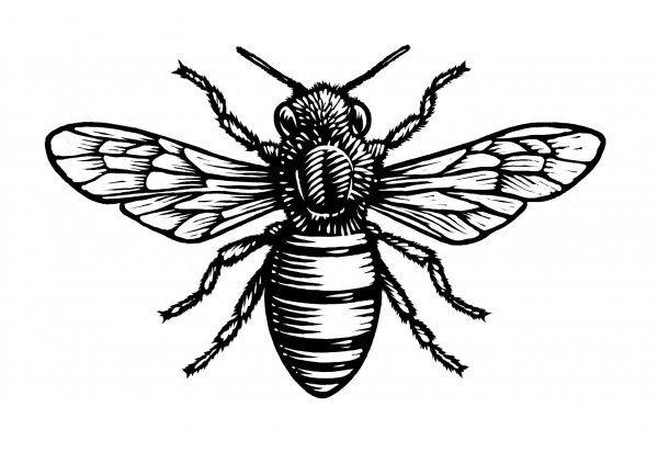 Тату пчела эскиз