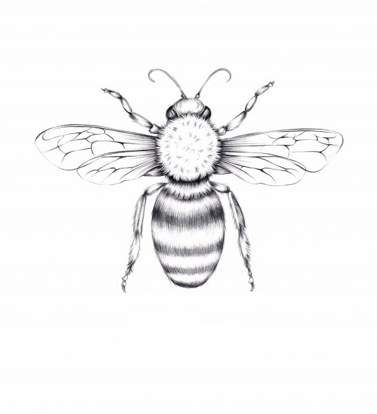 Шмель тату эскиз