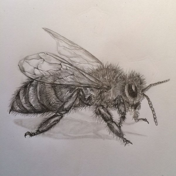 Тату пчела эскиз