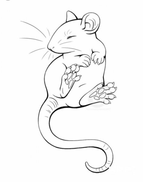 Крыса набросок
