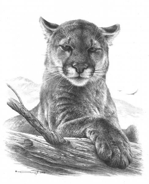 Животные рисунки