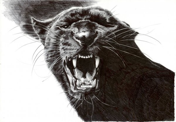 Пума арт эскиз