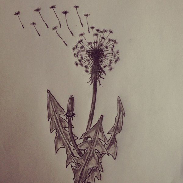 Одуванчик скетч тату