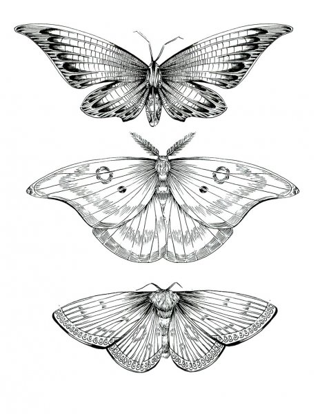Бабочка скетч