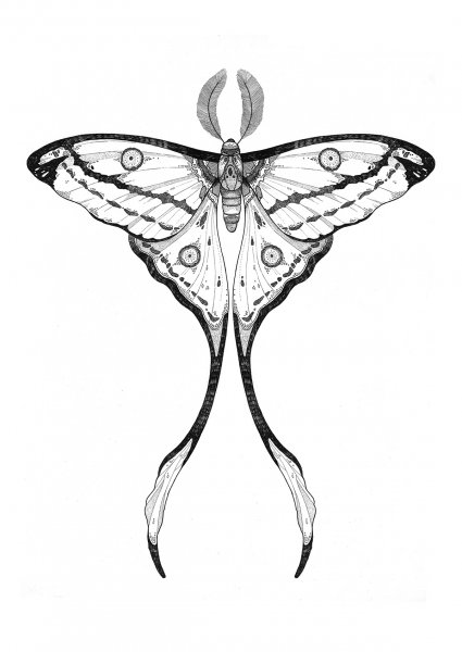 Мотылек эскиз тату