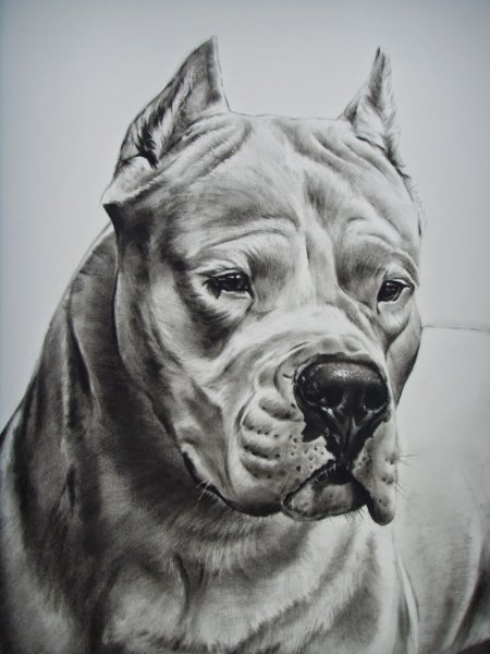 Эскизы питбуля