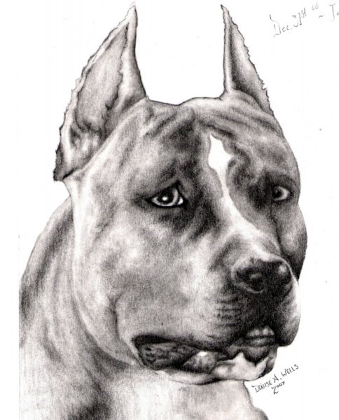 Тату стаффордширского терьера