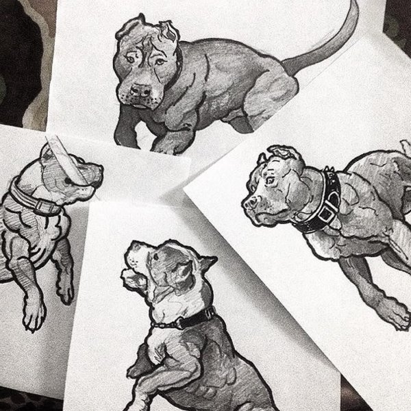 Питбуль тату Графика