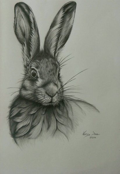 Наброски кроликов карандашом