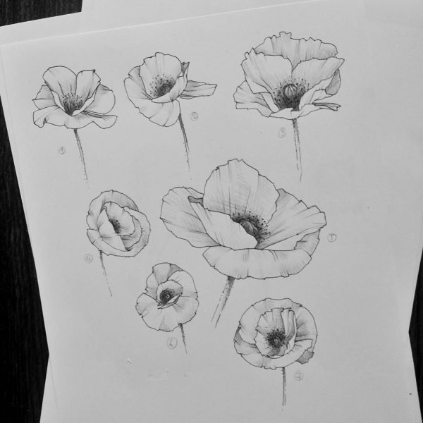 Мак Графика эскиз