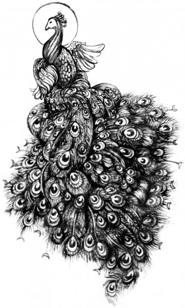 Павлин эскиз