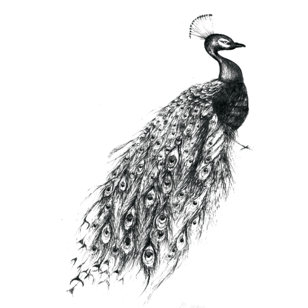 Павлин эскиз