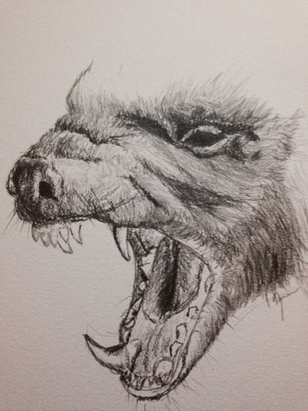 Татуировка медоед эскиз