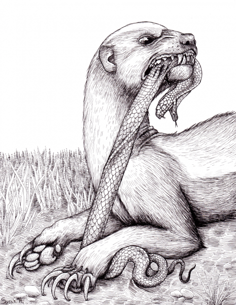 Мангуст тату эскиз