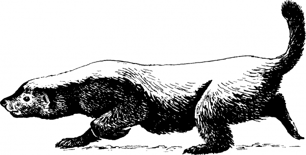 Медоед ареал