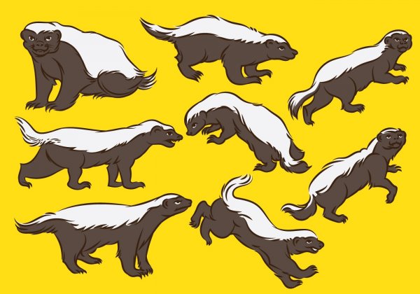 Honey Badger референс