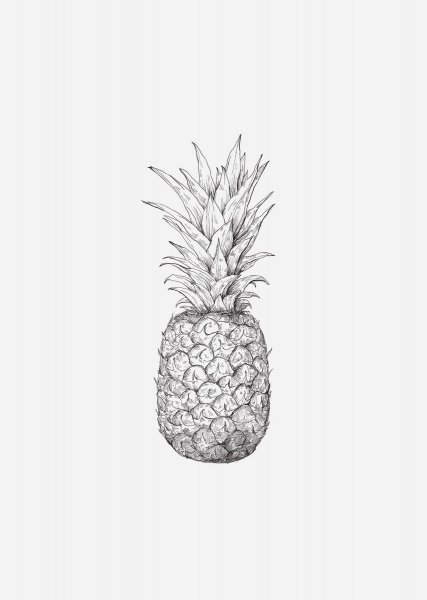 Ананас набросок