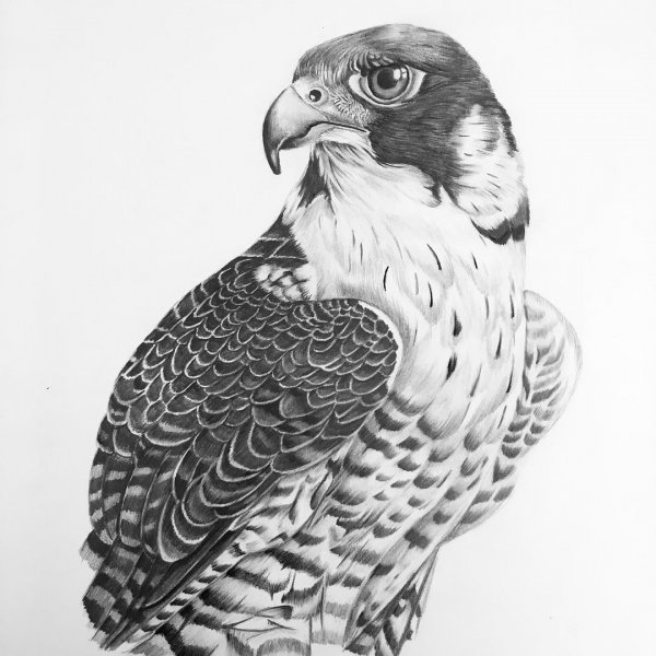 Сокол Сапсан тату