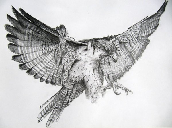 Птица Сокол тату