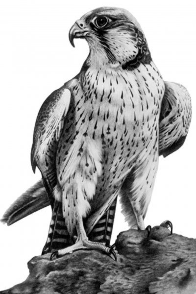 Сокол Сапсан эскизы