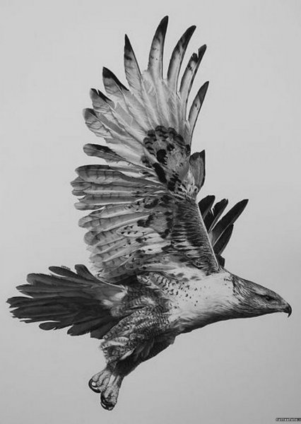 Сокол эскизы тату