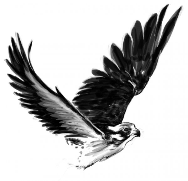 Сокол эскизы тату