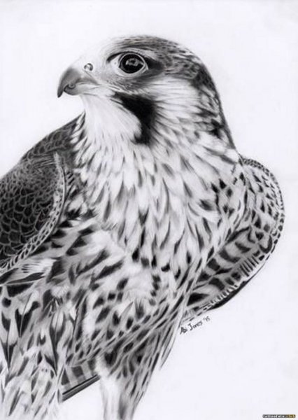 Сокол Сапсан эскизы