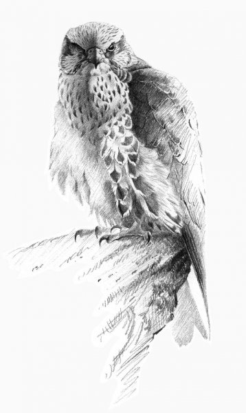 Ястреб набросок
