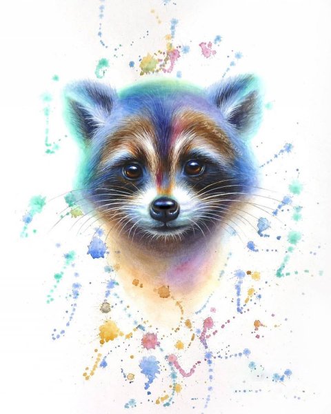Енот рисунок акварелью