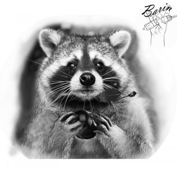 Цветной эскиз енота