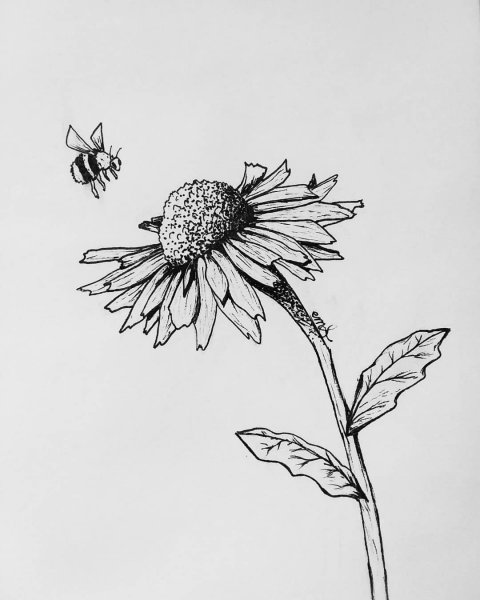 Цветок Ромашка карандашом