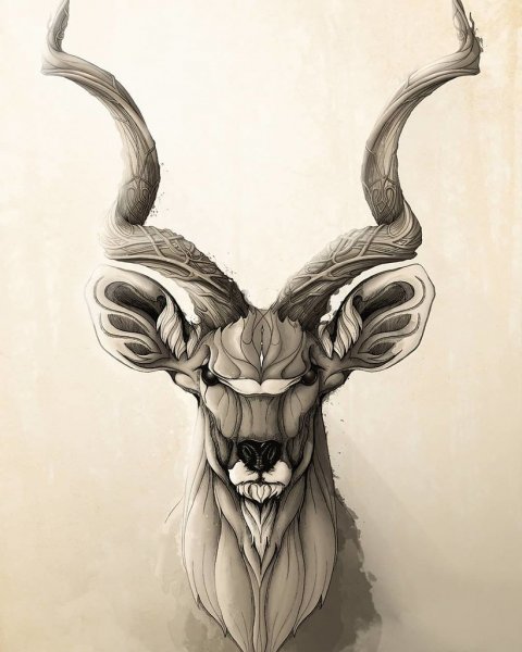 Антилопа тату