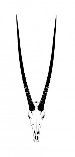 Череп антилопы