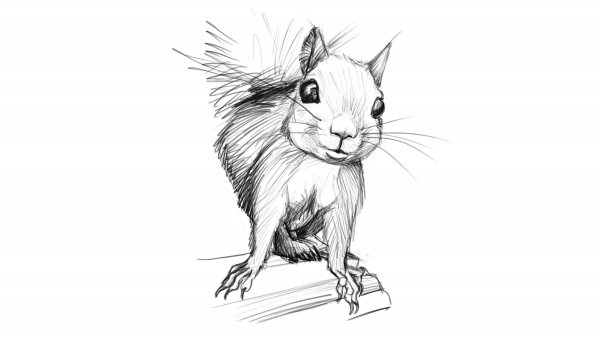 Злая белка тату эскиз