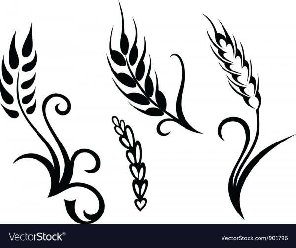 Колосок эскиз